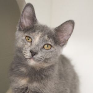 Mai (bonded with Raava), Baby Female unknown