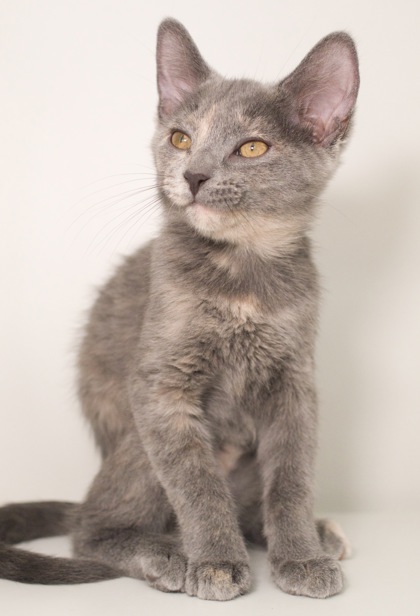 Mai (bonded with Raava)