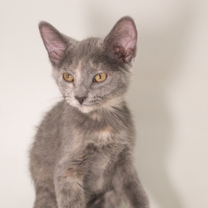 Mai (bonded with Raava)