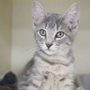 Raava (bonded with Mai), Baby Male unknown
