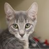 Raava (bonded with Mai) photo 1