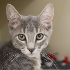 Raava (bonded with Mai), Baby Male unknown