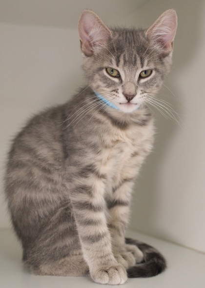 Raava (bonded with Mai)