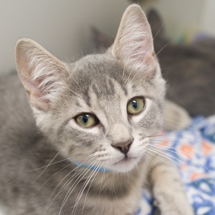 Raava (bonded with Mai)