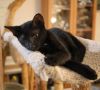 Raven photo 3