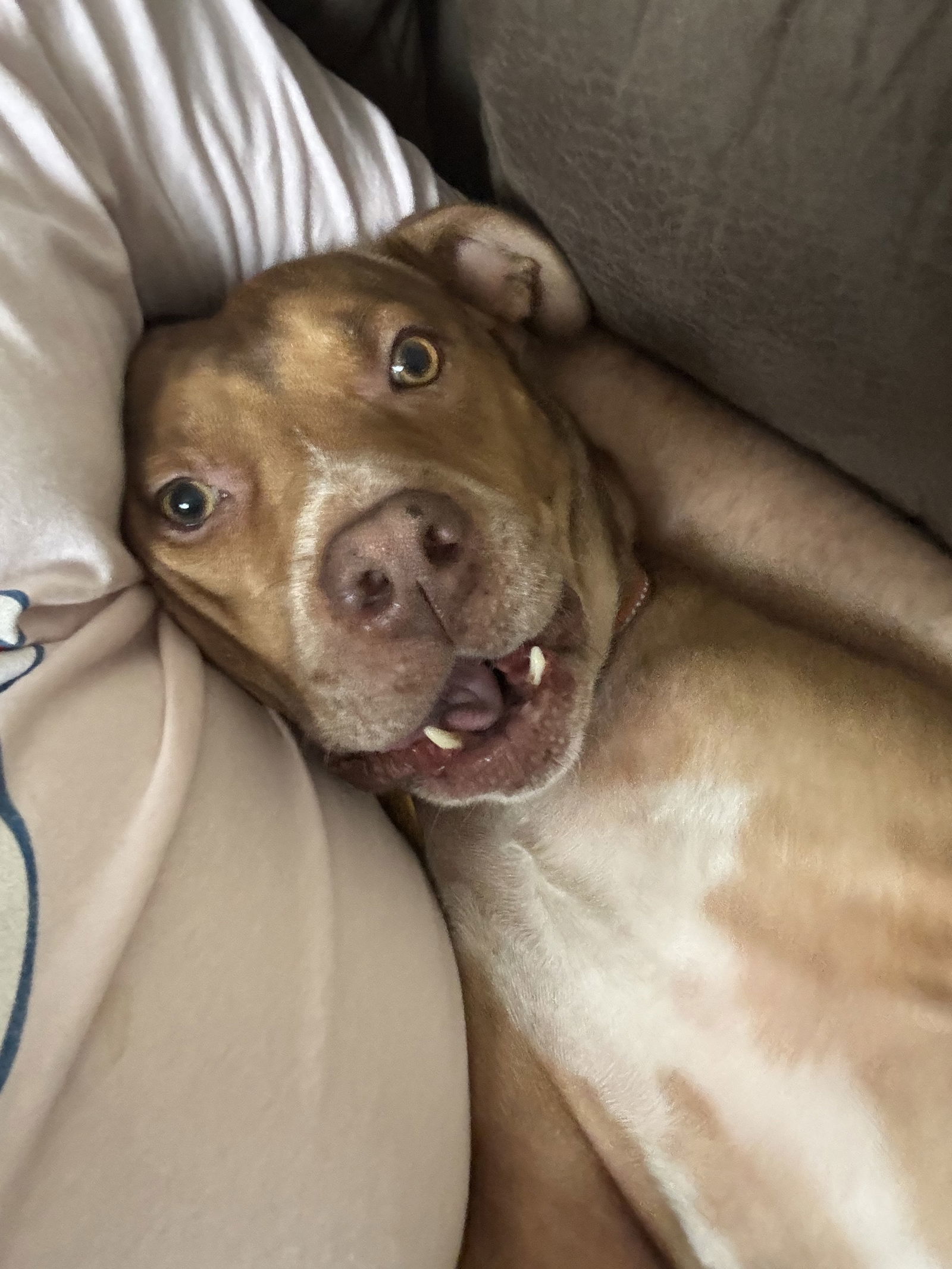 ROCKO