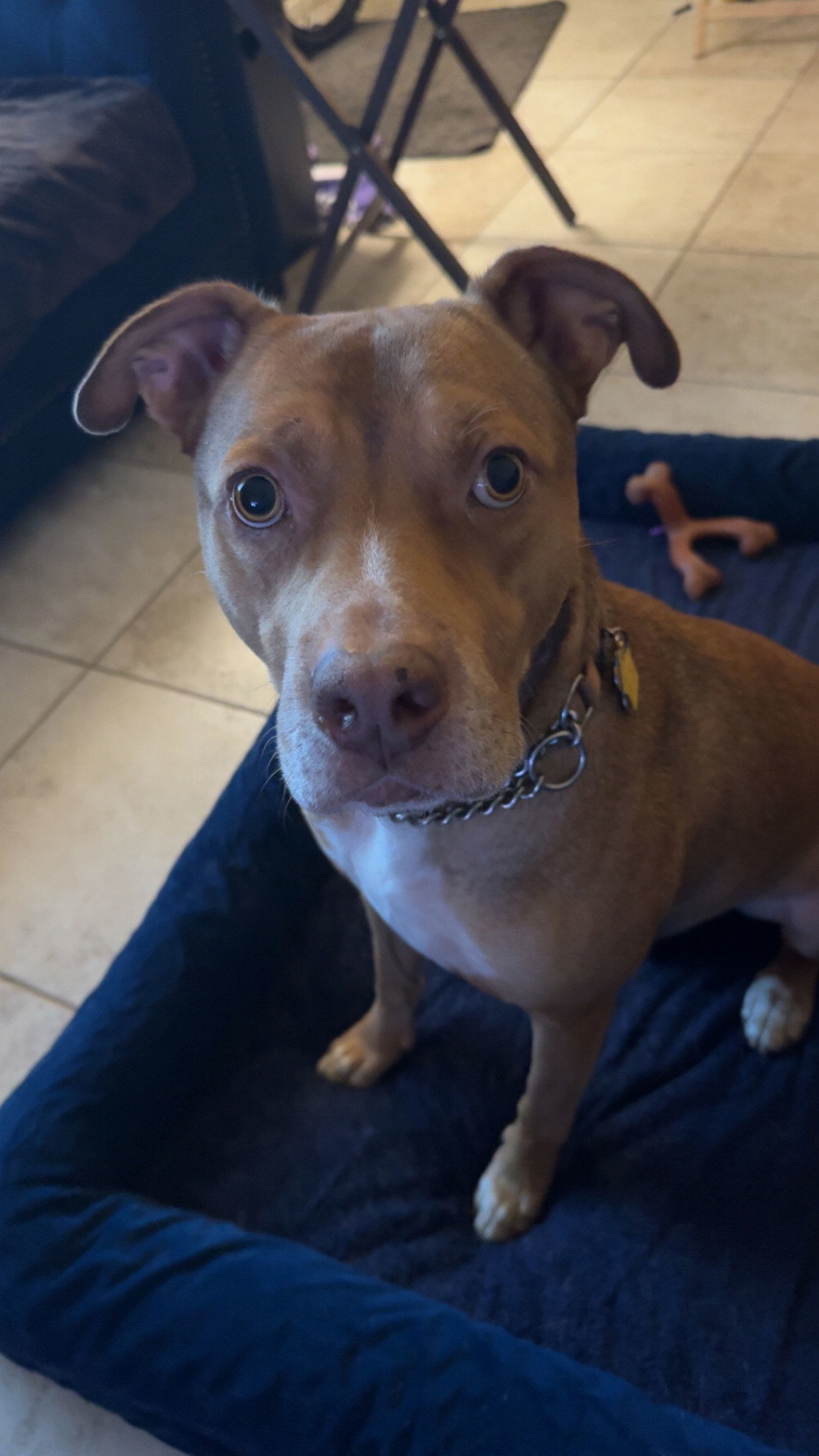 ROCKO