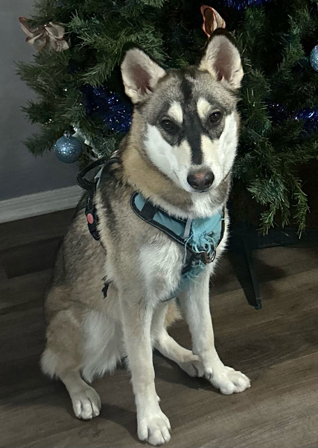 MAYA, an adoptable Husky, Samoyed in Chandler, AZ, 85249 | Photo Image 1