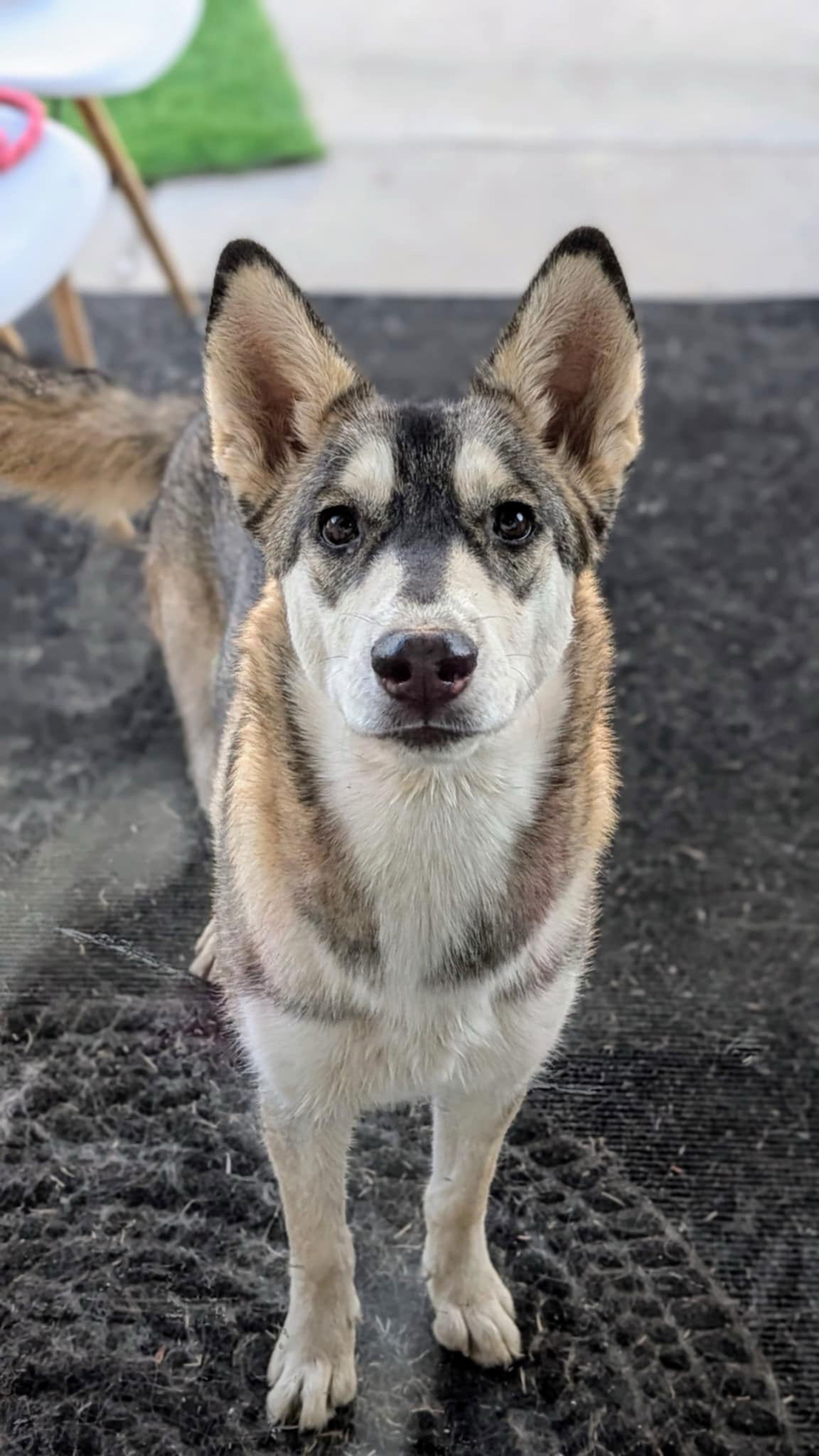 MAYA, an adoptable Husky, Samoyed in Chandler, AZ, 85249 | Photo Image 2