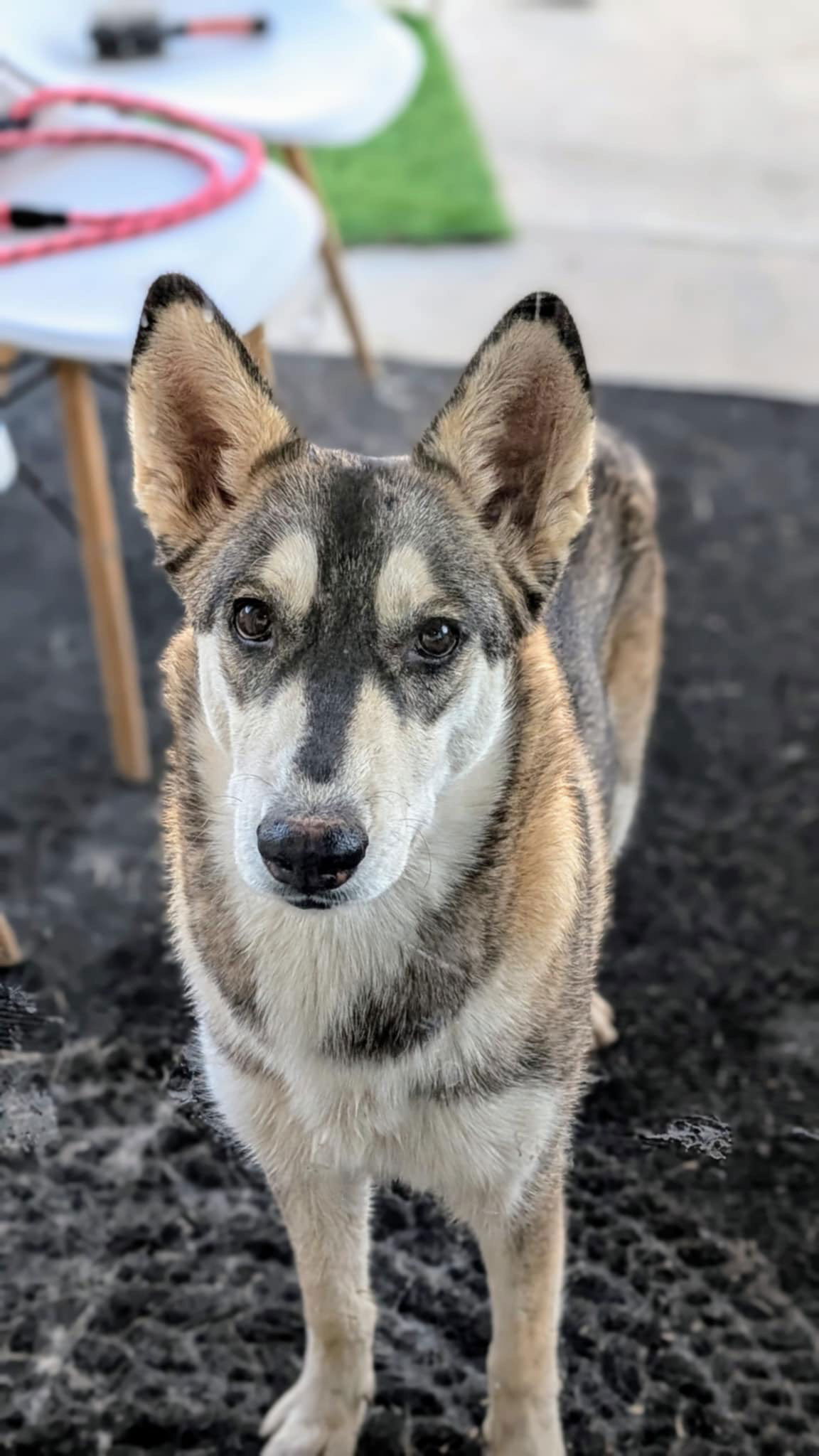 MAYA, an adoptable Husky, Samoyed in Chandler, AZ, 85249 | Photo Image 3