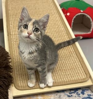 Latte, Baby Female Calico