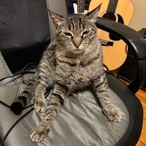 Rurry, Senior Male Domestic Short Hair