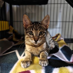 Stevie Domestic Short Hair Cat