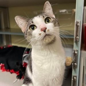 Snow, Adult Male Domestic Short Hair