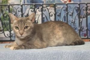 Mandie, Adult Female Domestic Short Hair