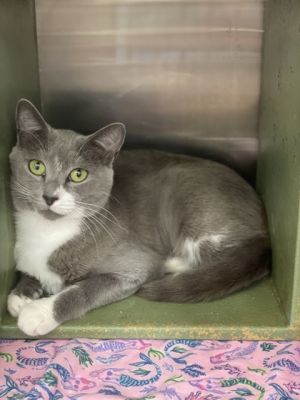Whisp, Adult Female Domestic Short Hair