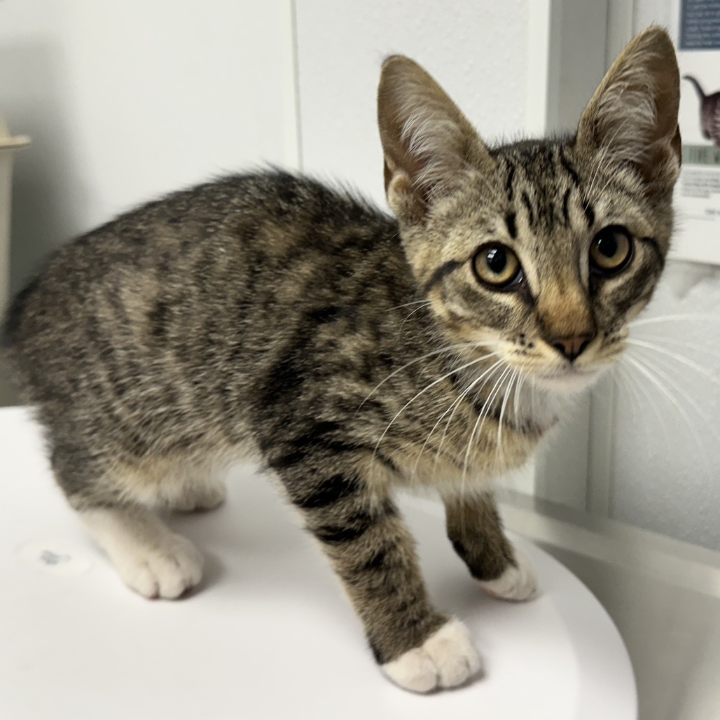 Oolong, an adoptable Domestic Short Hair in Abilene, TX, 79602 | Photo Image 1