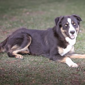 T-bone, Adult Male unknown