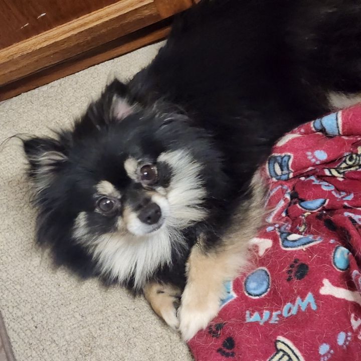 Lemon (Bonded with Benjamin)*Adoption Pending* 1