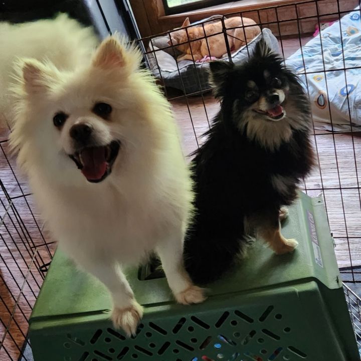 Lemon (Bonded with Benjamin)*Adoption Pending* 3