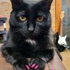 Salem photo 1