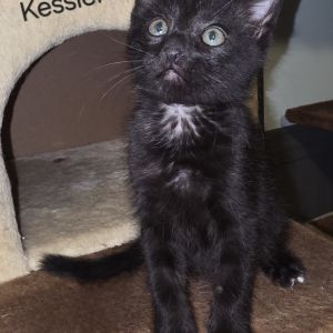 Kessler, Baby Male unknown