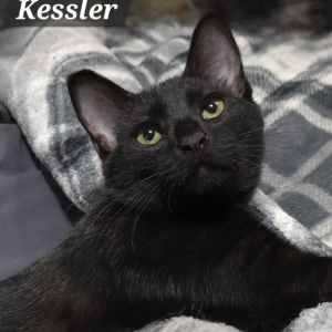 Kessler, Baby Male unknown