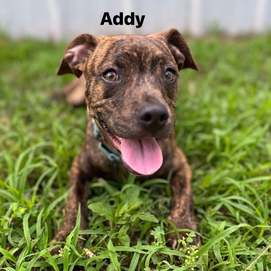 Addy