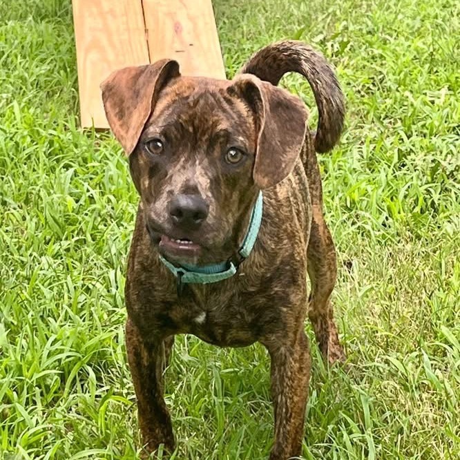 Addy 2