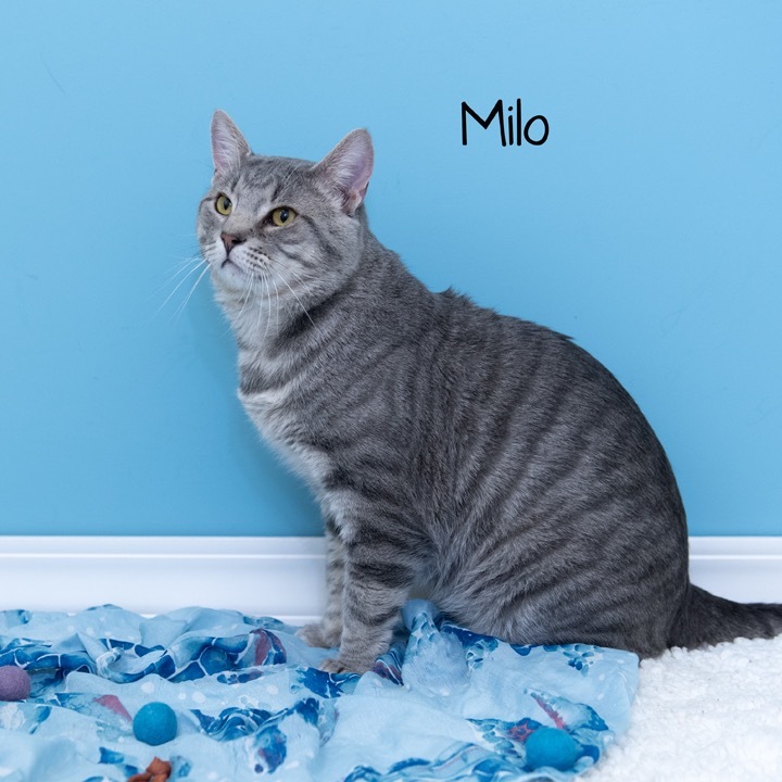 Milo 1