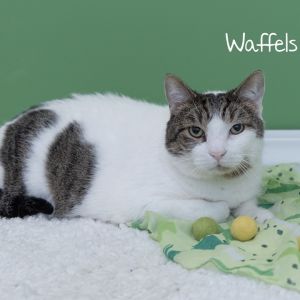 Waffles