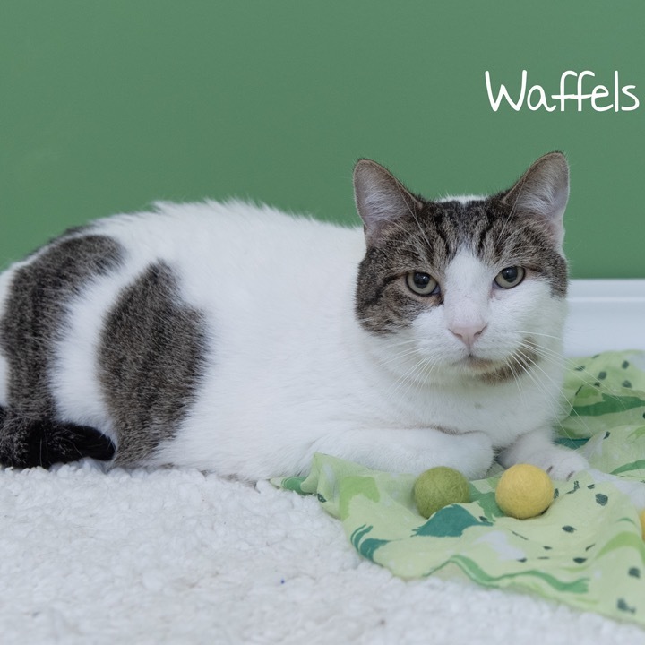 Waffles 1