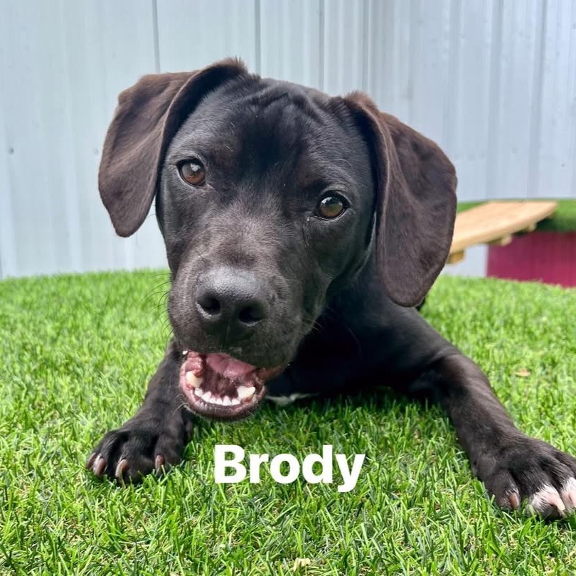 Brody