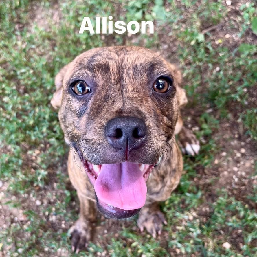 Allison