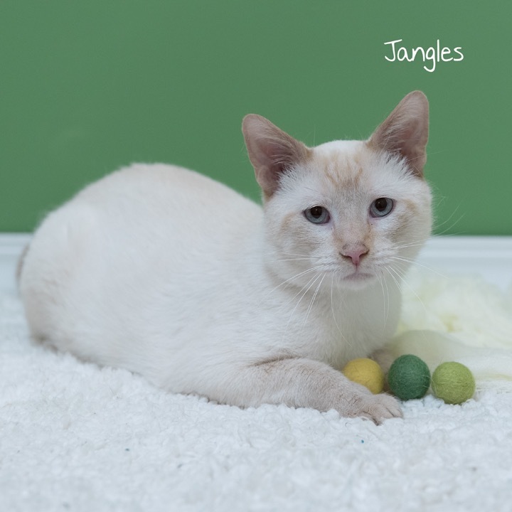 Jangles