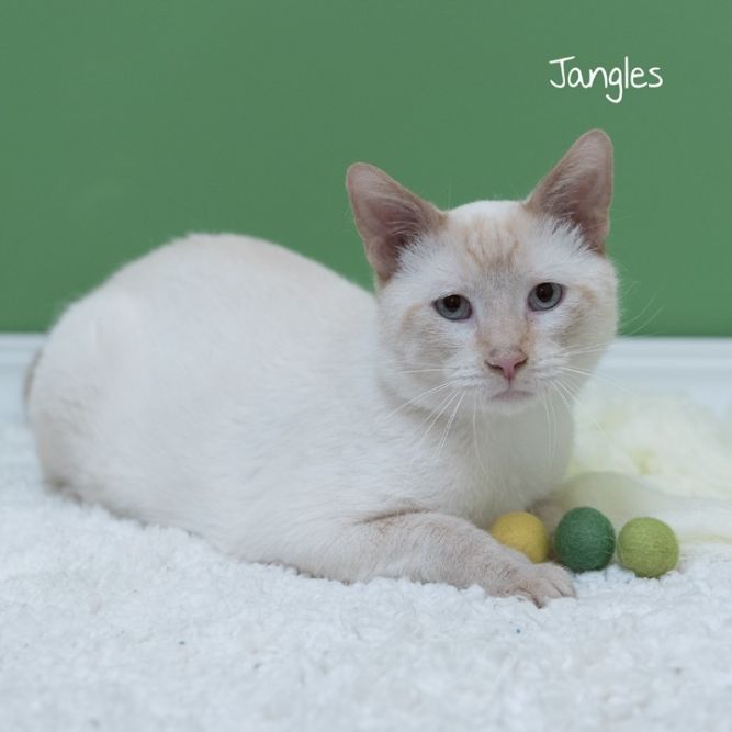 Jangles
