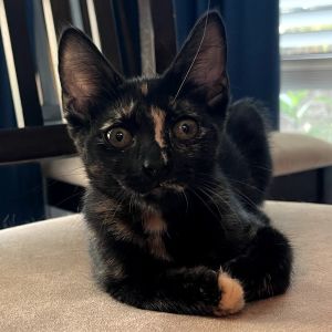 Vada