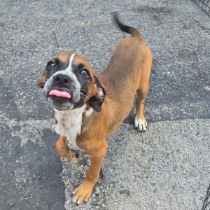 Rosco P Puptrane