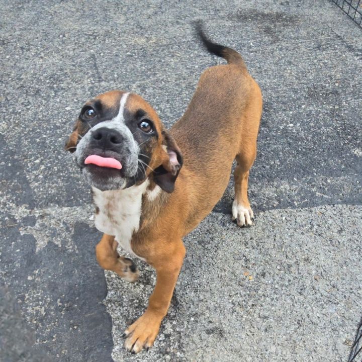 Rosco P Puptrane 1
