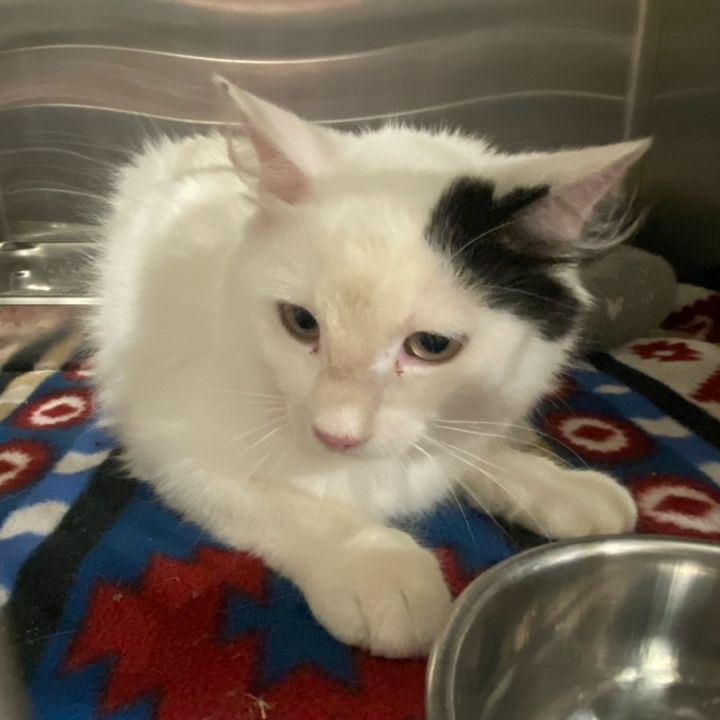 Cat 1 1
