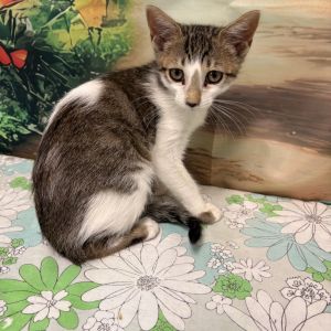 Original Black & White Kitten Perfect Petzzz - Perfect Petzzz