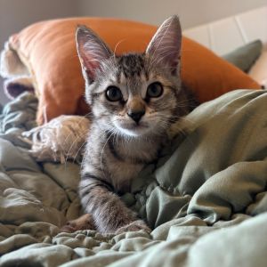 Trixie, Baby Female Domestic Short Hair