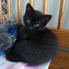 Cubbie 3