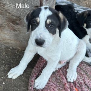 Meet Spider Breed Great Pyrenees Mix Age 10 weeks Sex Male Not neutered yet Location Rescued f