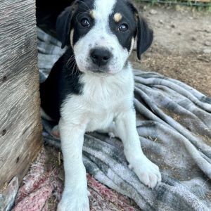 Cactus Great Pyrenees Dog