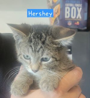 Hershey, Baby Male Domestic Short Hair