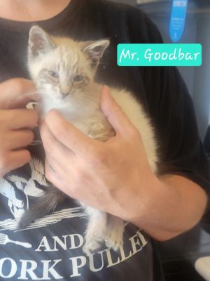 Mr. Goodbar
