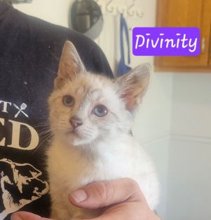 Divinity
