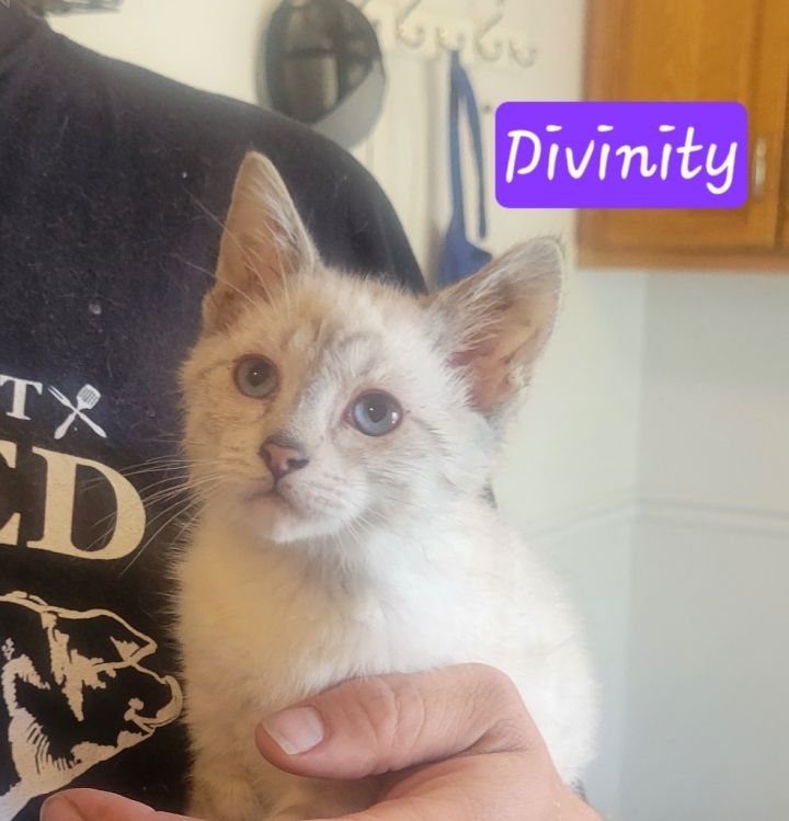 Divinity 1