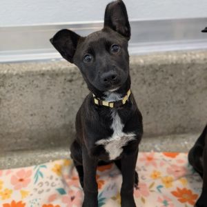 This little 4-month-old bundle of joy Kuromi is part of an adorable litter full of tail-wagging t